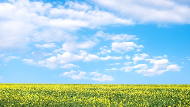 Foto campo de colza amarelo e céu azul com nuvens em um dia ensolarado