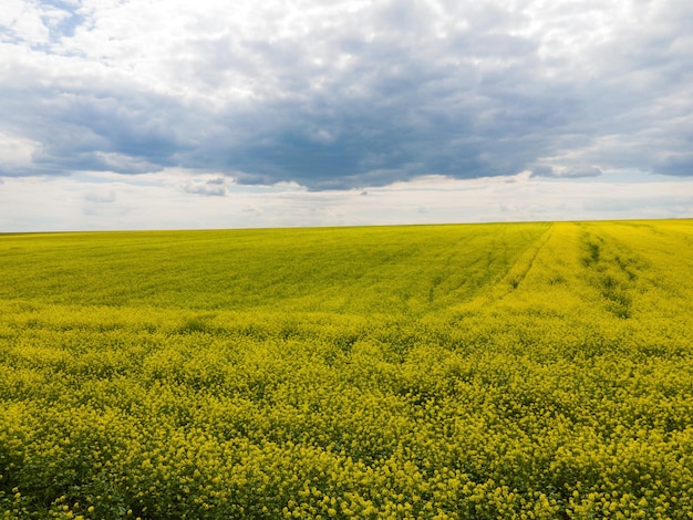 Campo de colza amarelo e céu pitoresco