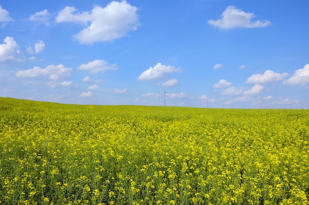 Campo de colza amarelo paisagem rural e céu azul