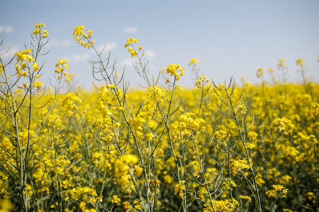 Campo de colza amarelo