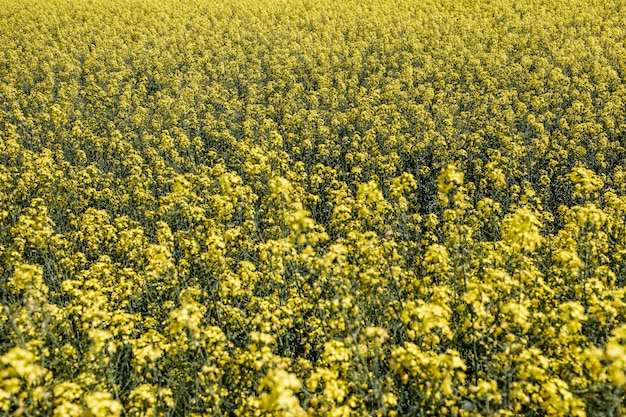 Campo de colza amarelo