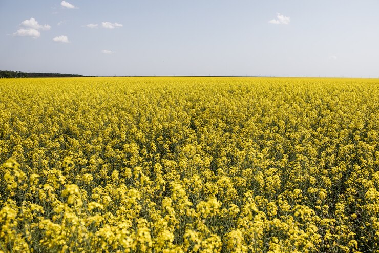 Campo de colza amarelo
