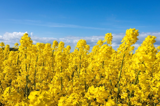 Campo de colza amarelo