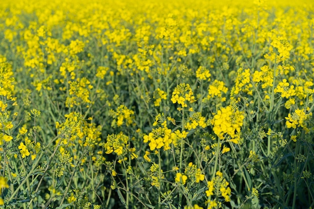 Campo de colza de rape amarelas e canola de colza oleaginosas de céu azul