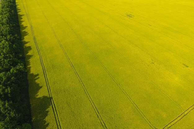 Foto campo de colza em flor e cinturões florestais para proteção contra o vento colza uma planta siderática com flores amarelas campo com sideratas