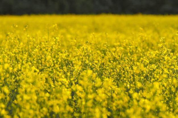 Campo de colza florescendo na primavera