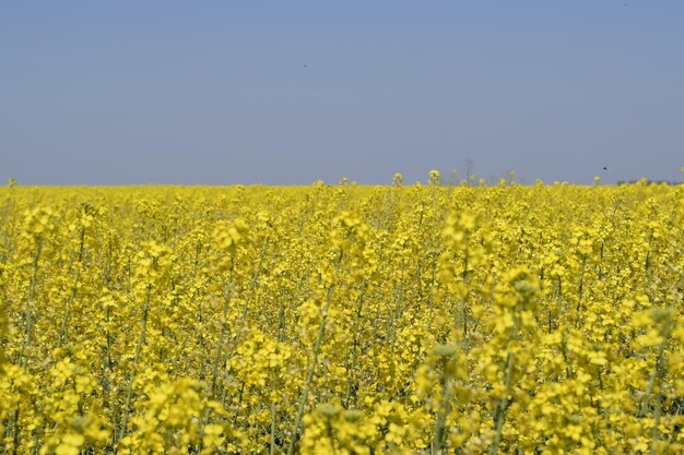 Foto campo de colza paisagem de campo de flores de colza amarela céu azul e estupro no campo