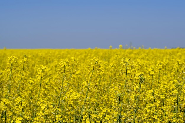 Foto campo de colza paisagem de campo de flores de colza amarela céu azul e estupro no campo