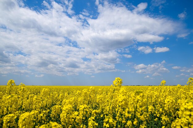 Campo de colza Paisagem de campo de flores de colza amarela Céu azul e estupro no campo