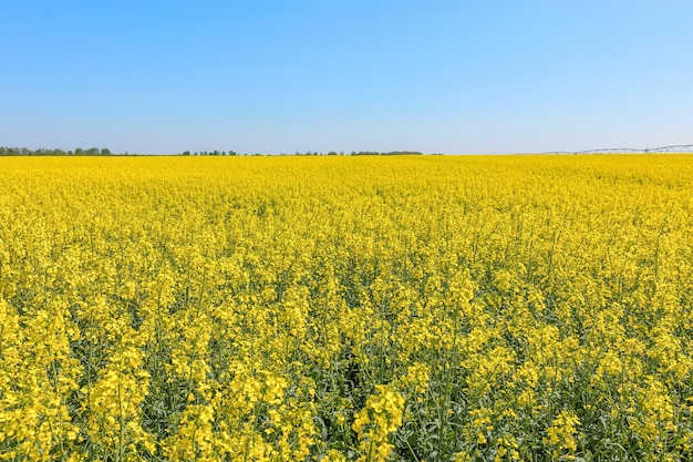 Campo de colza, sementes de colza amarela em flor. Campo de energia verde.