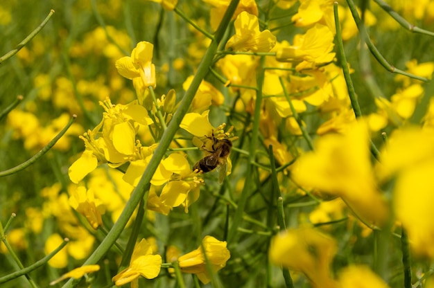 Campo de colza, uma abelha poliniza flores de colza amarela