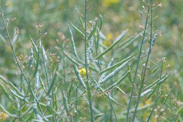 Campo de colza verde, caules de colza, vagens de sementes de colza