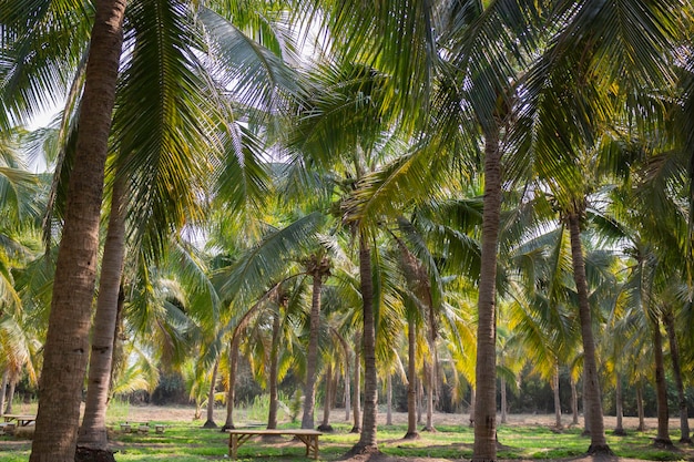 Campo de coqueiro de verão