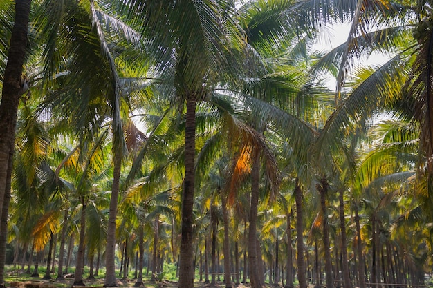 Campo de coqueiro de verão