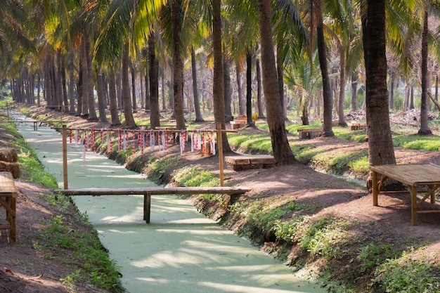 Foto campo de coqueiro de verão