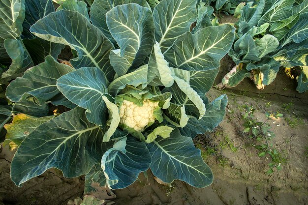 Campo de couve-flor fresca verde, agricultura orgânica (turquia izmir)