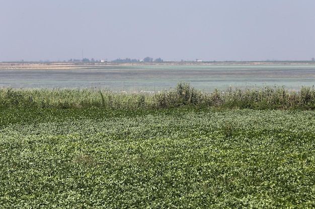 Campo de cultivo de amendoim na época da colheita