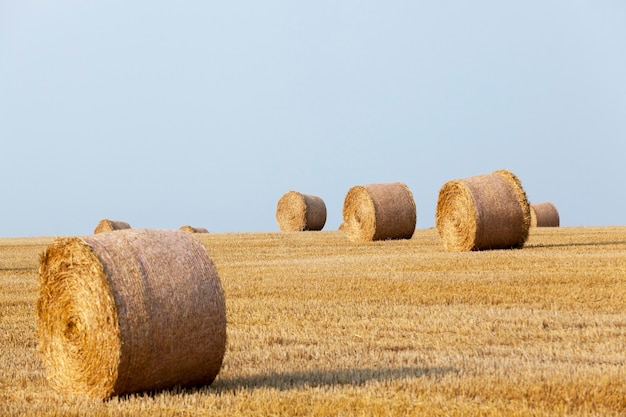 Campo de cultivo de cereais - Campo agrícola no qual a colheita de cereais, trigo.