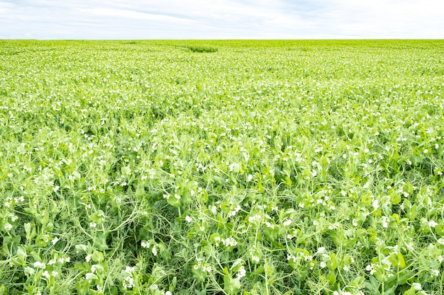 Campo de ervilhas em flor na primavera