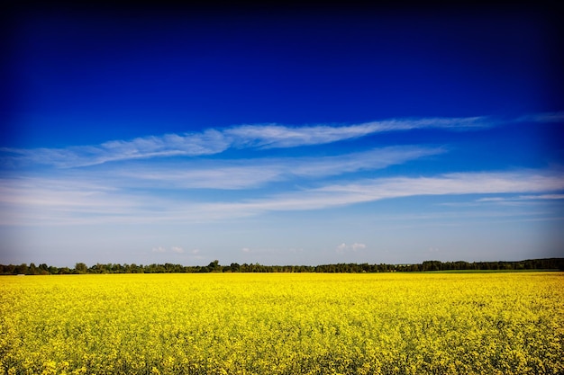 Campo de estupro de fundo primavera verão com céu azul