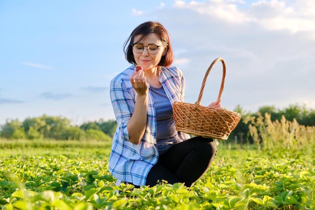 Campo de fazenda com mulher de morangos colhendo frutas com uma cesta