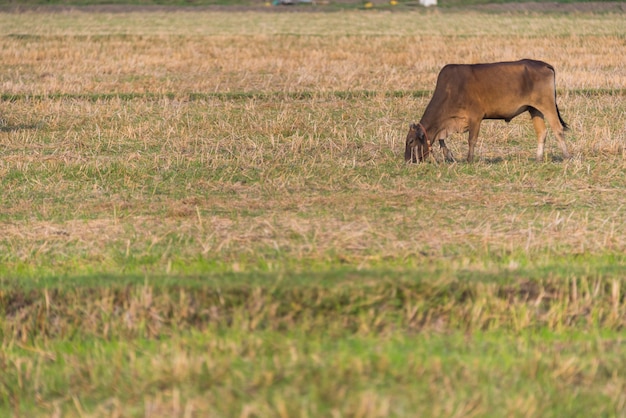 Campo de fazenda de gado na tailândia