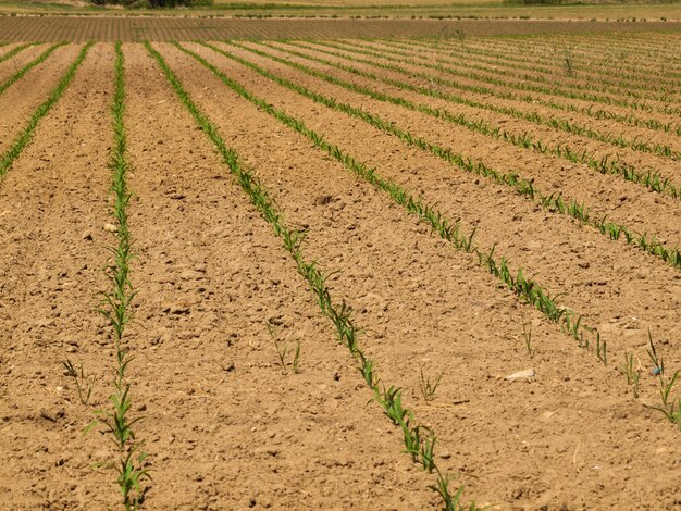 Campo de fazenda fresco com novos verdes na linha.