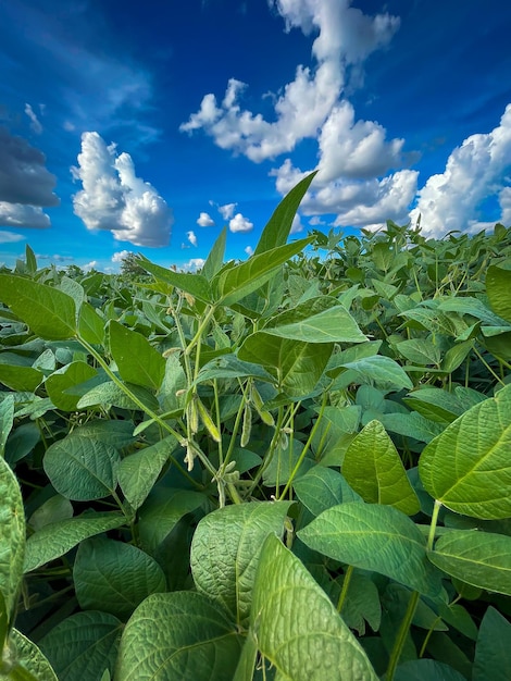 Campo de feijão de soja em uma cena agrícola de dia ensolarado brilhante