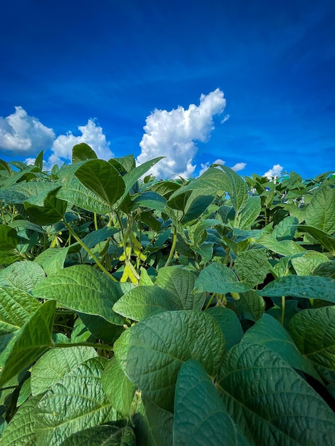 Campo de feijão de soja em uma cena agrícola de dia ensolarado brilhante