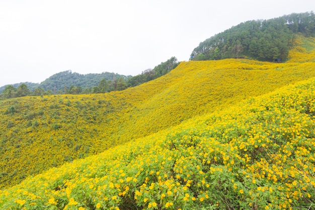 Campo de flor amarela