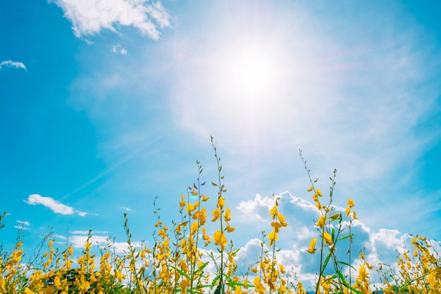 Foto campo de flor bonito do amarelo da paisagem com céu azul e luz solar.