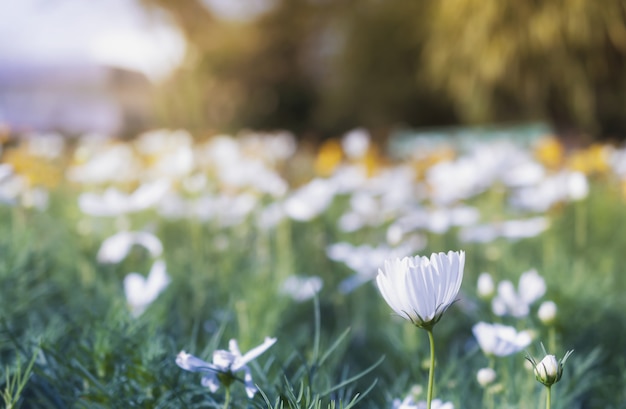 Campo de flor cosmos