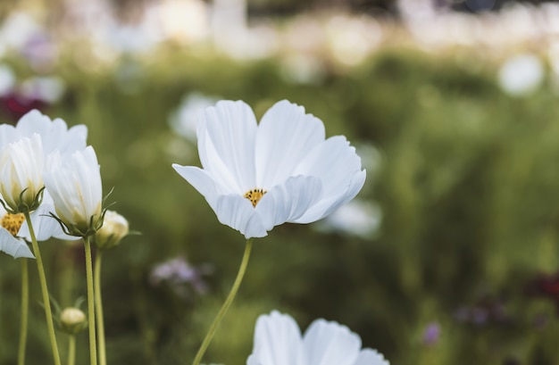 Campo de flor cosmos