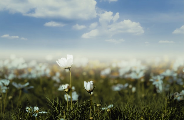 Campo de flor cosmos