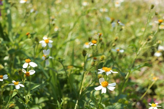 Campo de flor da margarida