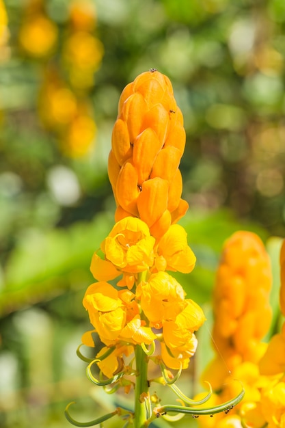 Campo de flor de bush de micose na nuvem branca