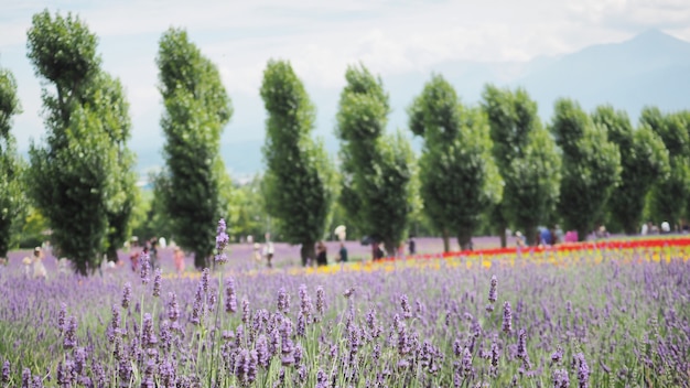 Campo de flor de lavanda florescendo no verão com céu azul, país do japão. dá cheiro de ervas relaxantes.