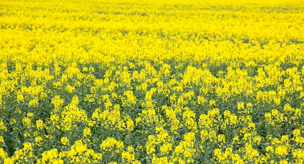 Campo de flor de semente de óleo