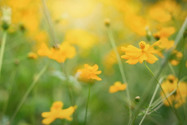 Campo de flor do cosmos do filtro da cor do vintage.