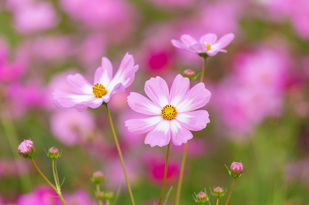 Campo de flor do cosmos