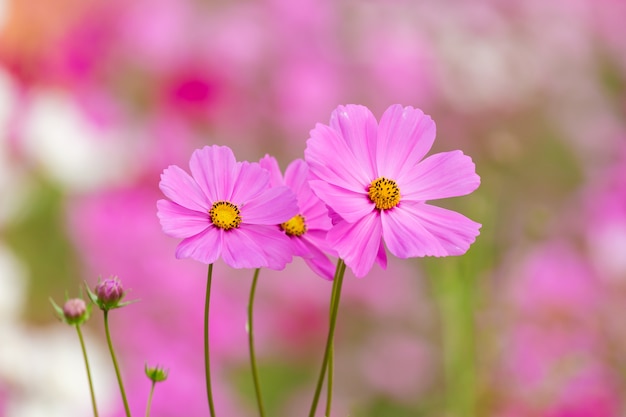 Campo de flor do cosmos