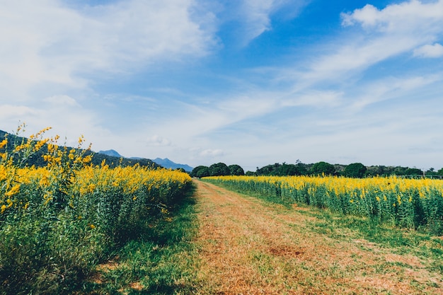 Foto campo de flor e fundo amarelos da montanha.
