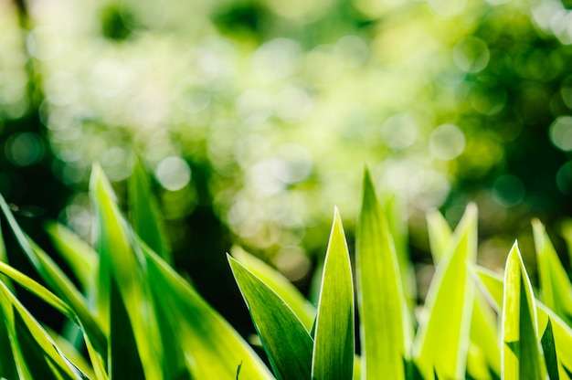 Campo de flor selvagem das folhas da íris verde na flor.