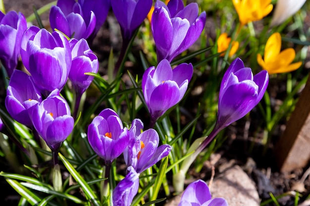 Campo de floração grupo de plantas crocus vernus de flores coloridas brilhantes do início da primavera em flor na grama violeta roxa e flores amarelas da primeira primavera