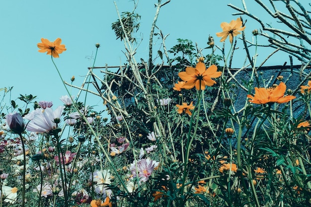 Campo de flores amarelas do Cosmos na porta externa com fundo de natureza de céu azul