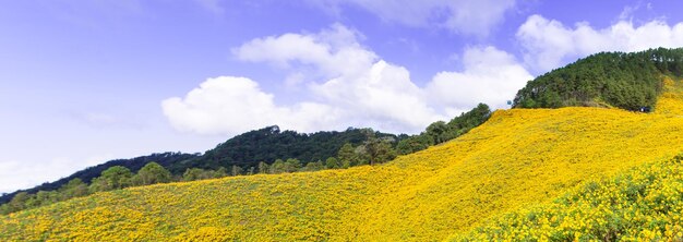 Campo de flores amarelas