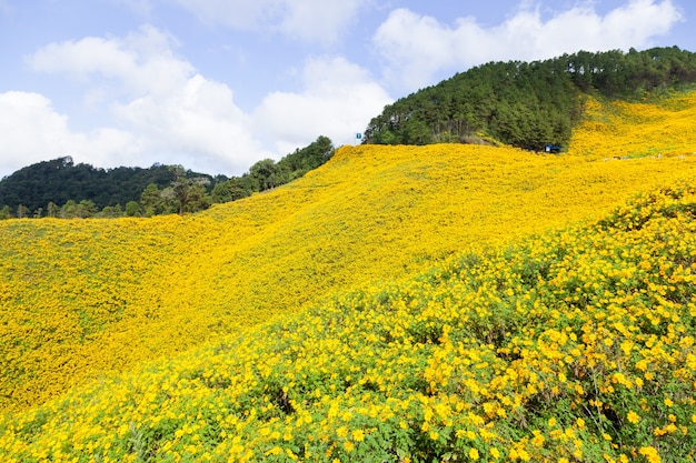 Campo de flores amarelas