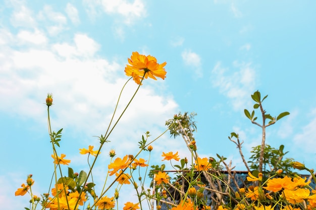 Campo de flores amarelo Cosmos e céu azul