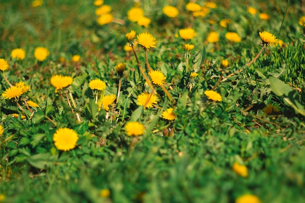 Campo de flores amarelo-leão borrado