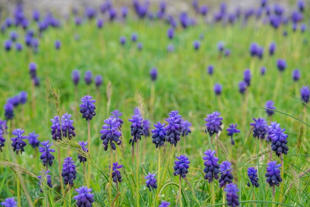 Campo de flores azuis na grama verde com montanhas